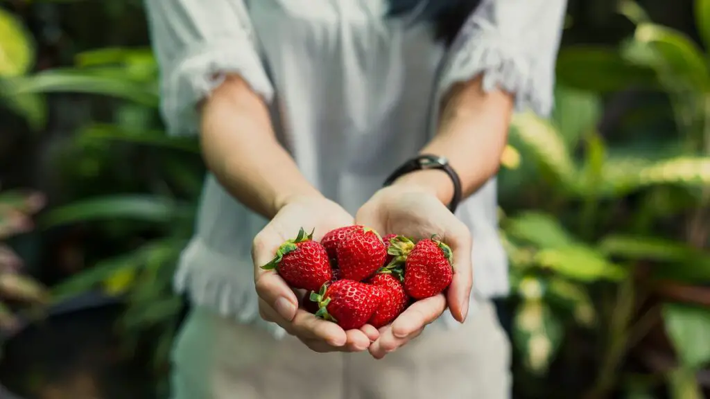 fragole vitamina c