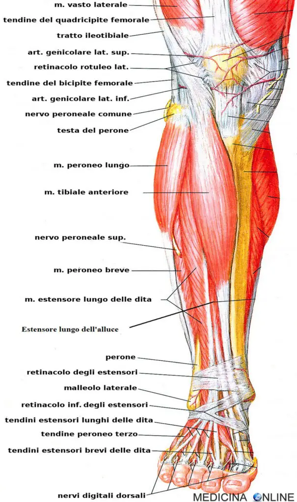 muscoli gamba anteriore